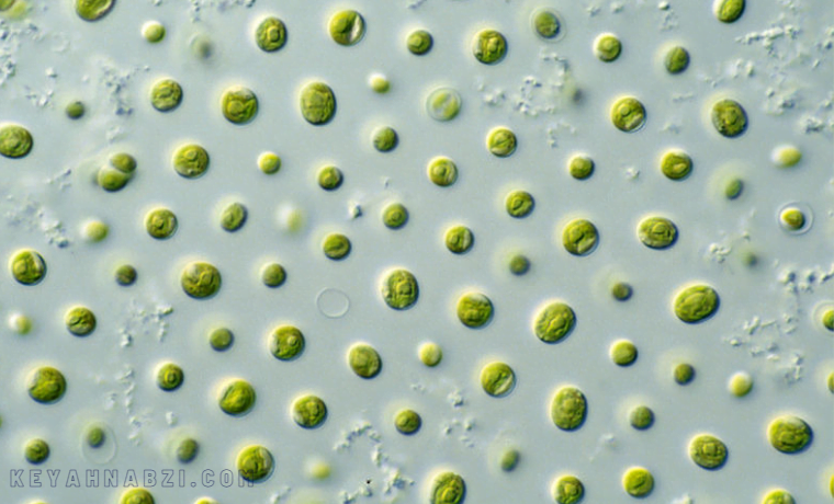 Algae Nannochloropsis