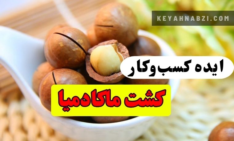 فندق ماکادمیا