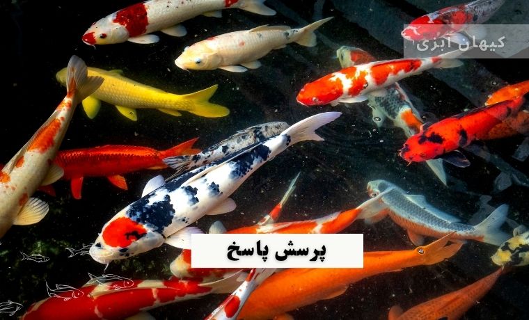 سایز کردن ماهی کوی