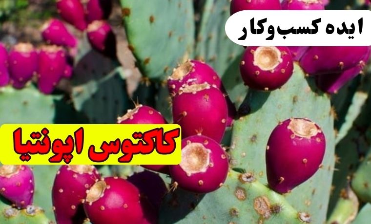 پرورش کاکتوس اپونتیا