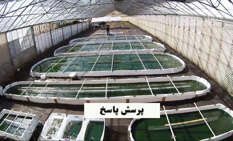 گلخانه پرورش اسیپرولینا
