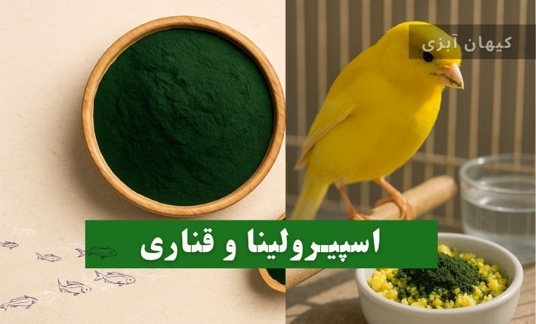 اسپیرولینا و قناری