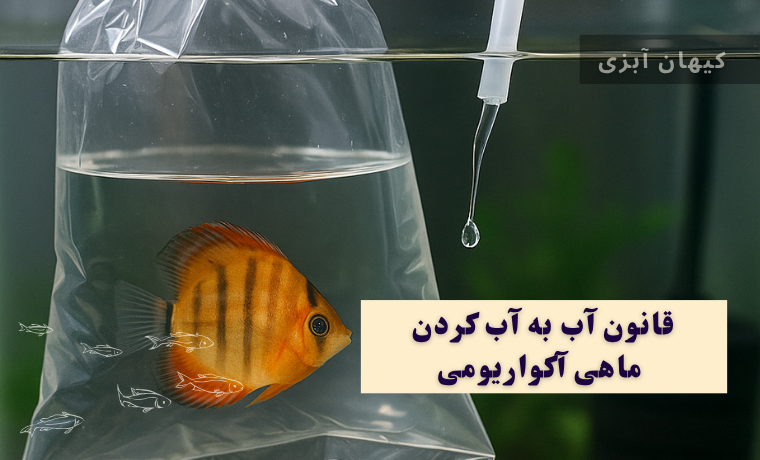 چطور ماهی را آب به اب کنیم