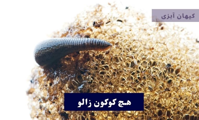 دمای هچ کوکون