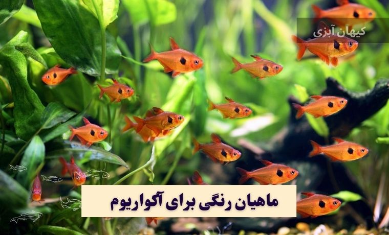 ماهیان رنگی برای آکواریوم
