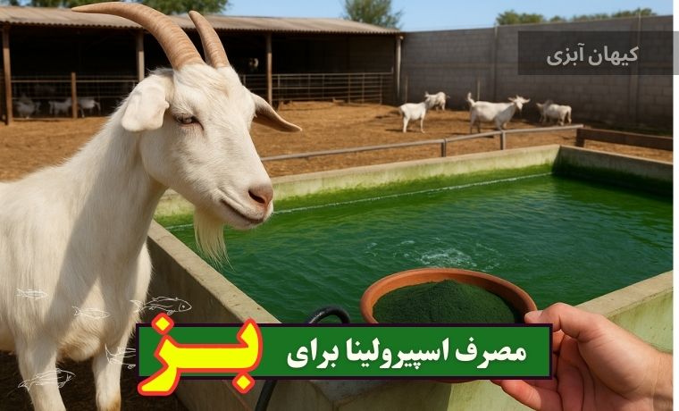 مصرف اسپیرولینا برای بز