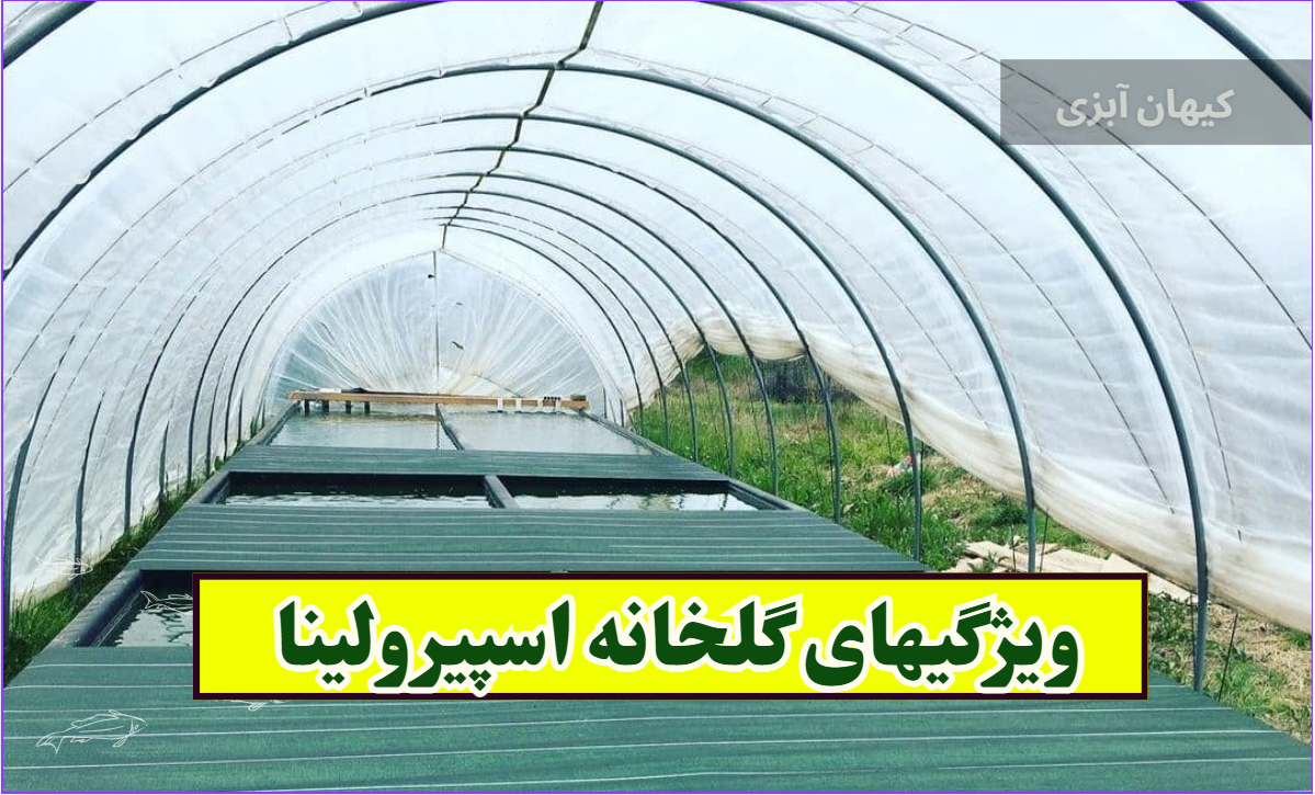 جلبک اسپیرولینا چیست