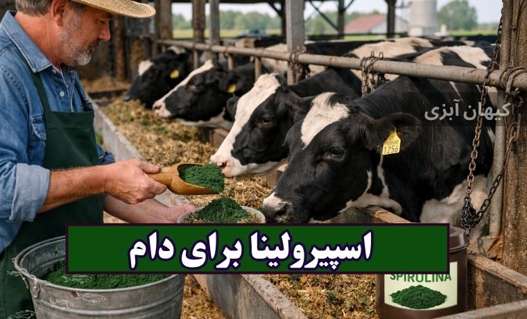 اسپیرولینا برای دام