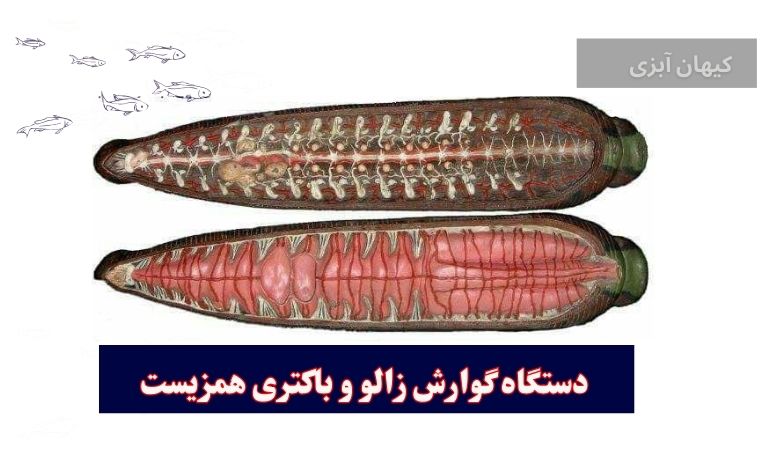 دستگاه گوارش زالو