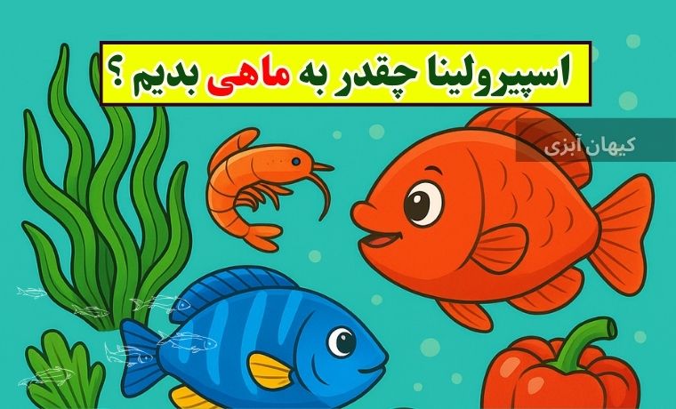 مصرف اسپیرولینا برای ماهی 1