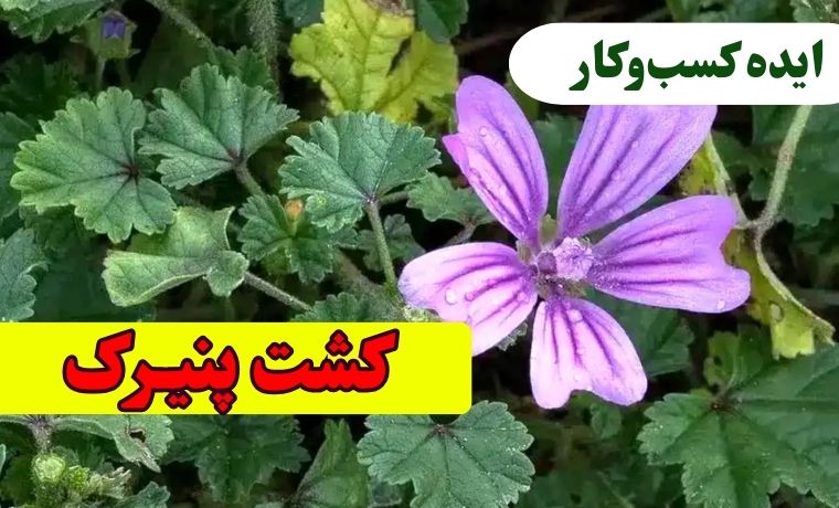 کشت گیاه پنیرک