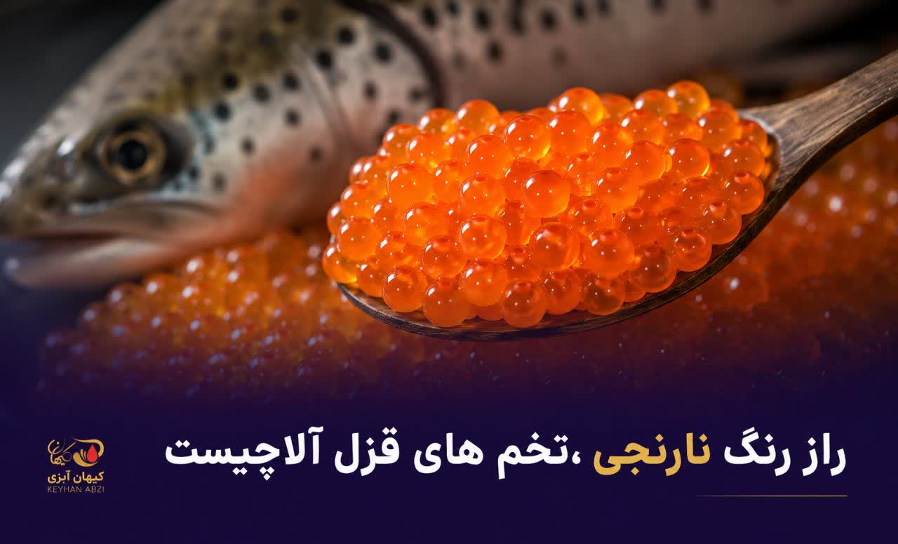 راز نارنجی بودن تخم های قزل آلا چیست ؟