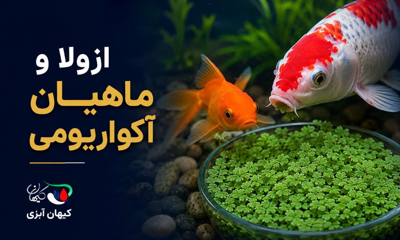 آیا ازولا برای تغذیه ماهیان آکواریومی مناسب است؟