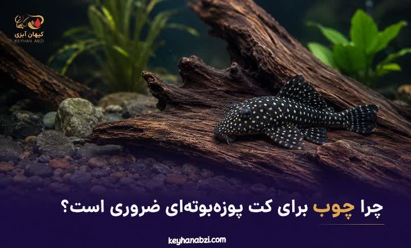 اهمیت استفاده از چوب در پرورش و تکثیر پلکو